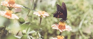 Preview wallpaper papilio polyxenes, butterfly, flowers, macro