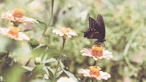 Preview wallpaper papilio polyxenes, butterfly, flowers, macro