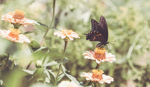 Preview wallpaper papilio polyxenes, butterfly, flowers, macro