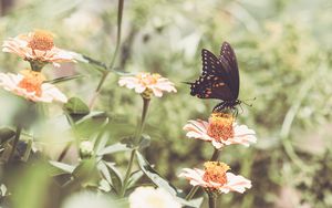 Preview wallpaper papilio polyxenes, butterfly, flowers, macro