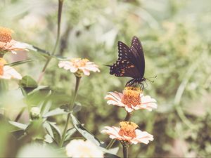 Preview wallpaper papilio polyxenes, butterfly, flowers, macro