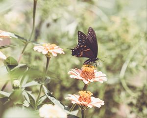 Preview wallpaper papilio polyxenes, butterfly, flowers, macro