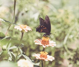 Preview wallpaper papilio polyxenes, butterfly, flowers, macro