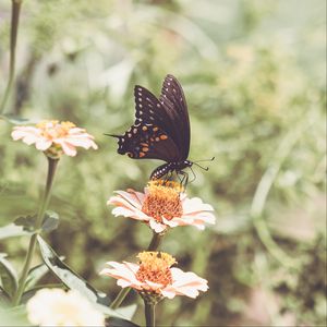 Preview wallpaper papilio polyxenes, butterfly, flowers, macro