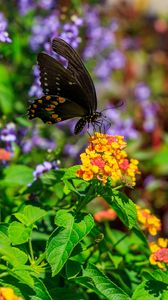 Preview wallpaper papilio polyxenes, butterfly, macro, flowers