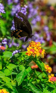 Preview wallpaper papilio polyxenes, butterfly, macro, flowers