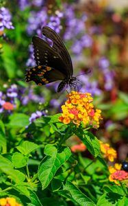 Preview wallpaper papilio polyxenes, butterfly, macro, flowers