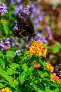 Preview wallpaper papilio polyxenes, butterfly, macro, flowers