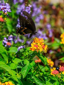 Preview wallpaper papilio polyxenes, butterfly, macro, flowers