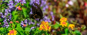 Preview wallpaper papilio polyxenes, butterfly, macro, flowers