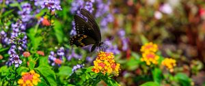 Preview wallpaper papilio polyxenes, butterfly, macro, flowers