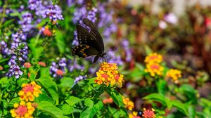 Preview wallpaper papilio polyxenes, butterfly, macro, flowers