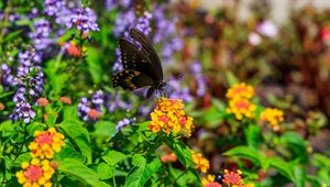 Preview wallpaper papilio polyxenes, butterfly, macro, flowers