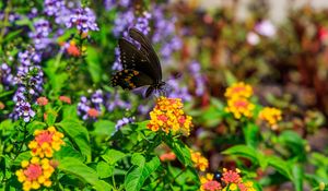 Preview wallpaper papilio polyxenes, butterfly, macro, flowers