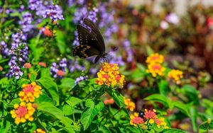 Preview wallpaper papilio polyxenes, butterfly, macro, flowers