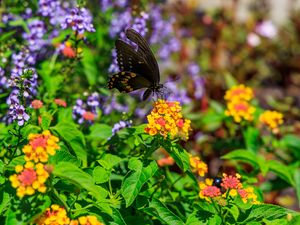 Preview wallpaper papilio polyxenes, butterfly, macro, flowers