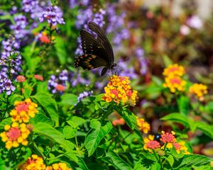 Preview wallpaper papilio polyxenes, butterfly, macro, flowers