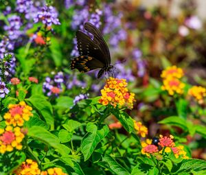 Preview wallpaper papilio polyxenes, butterfly, macro, flowers