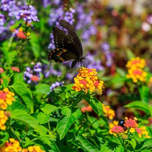 Preview wallpaper papilio polyxenes, butterfly, macro, flowers