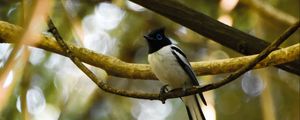 Preview wallpaper paradise-flycatcher, bird, tropical, tail