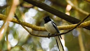 Preview wallpaper paradise-flycatcher, bird, tropical, tail