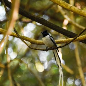 Preview wallpaper paradise-flycatcher, bird, tropical, tail