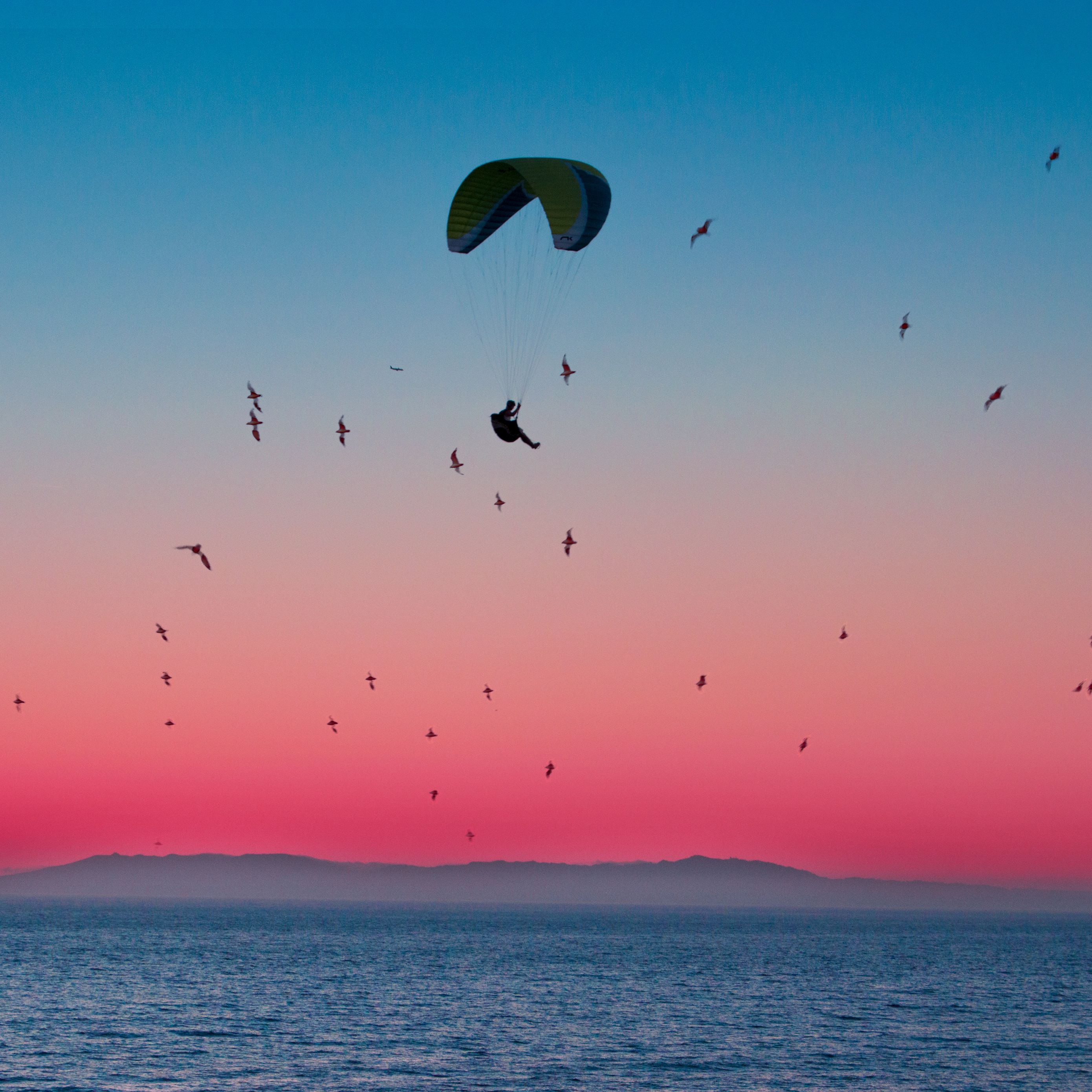 Download wallpaper 2780x2780 paragliding, parachute, sea, flight, birds ...