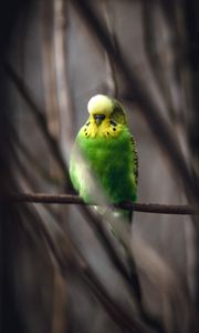 Preview wallpaper parakeet, parrot, bird, green, branch