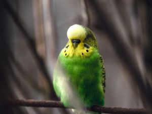 Preview wallpaper parakeet, parrot, bird, green, branch