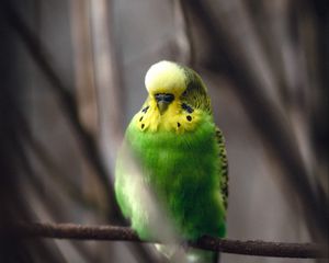 Preview wallpaper parakeet, parrot, bird, green, branch