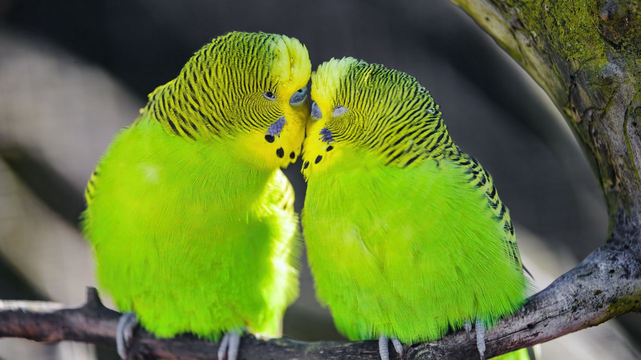 Wallpaper parakeet, parrot, birds, green
