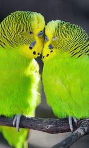 Preview wallpaper parakeet, parrot, birds, green