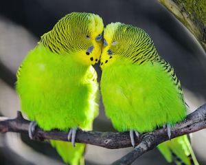 Preview wallpaper parakeet, parrot, birds, green