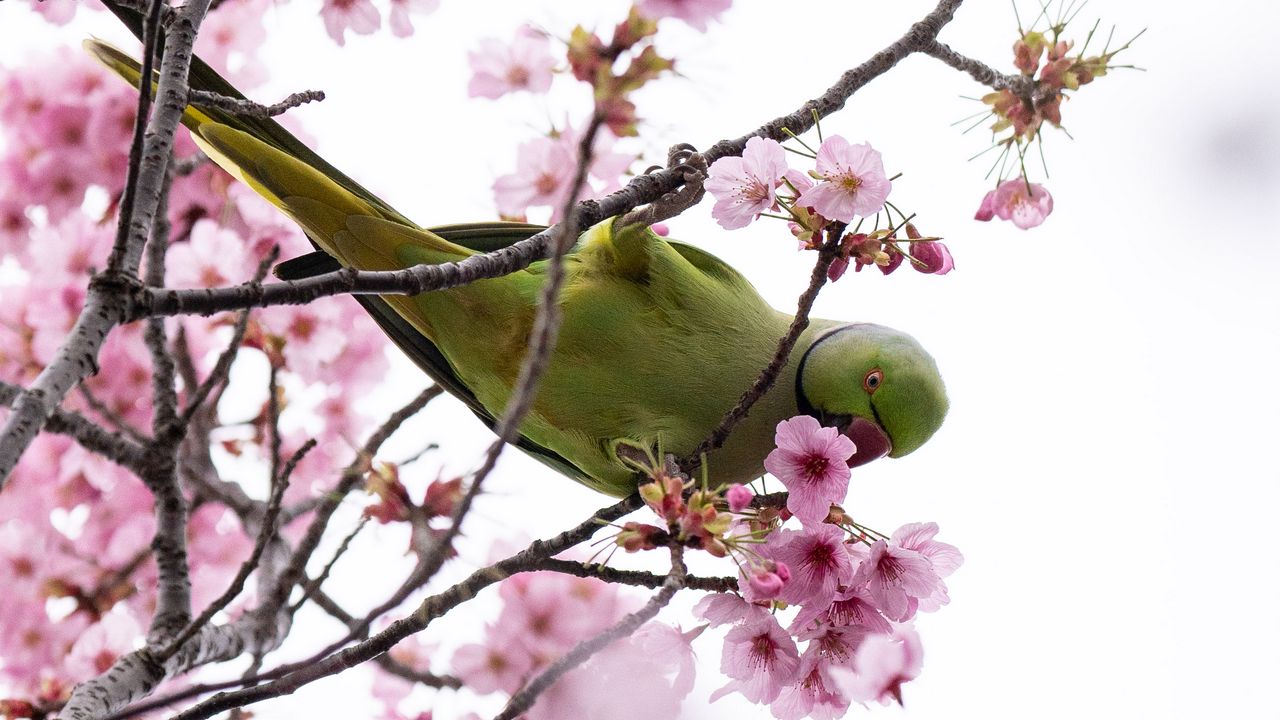 Wallpaper parakeet, parrot, branch, flowers, spring