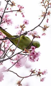 Preview wallpaper parakeet, parrot, branch, flowers, spring