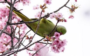 Preview wallpaper parakeet, parrot, branch, flowers, spring