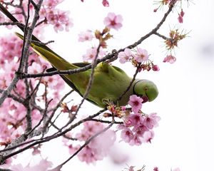 Preview wallpaper parakeet, parrot, branch, flowers, spring