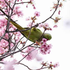 Preview wallpaper parakeet, parrot, branch, flowers, spring