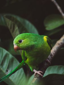 Preview wallpaper parakeet, parrot, green, bird, branch