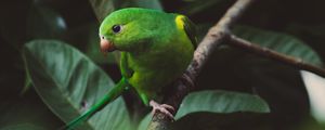 Preview wallpaper parakeet, parrot, green, bird, branch