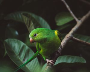 Preview wallpaper parakeet, parrot, green, bird, branch