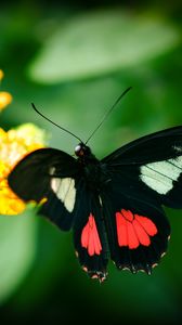 Preview wallpaper parides, butterfly, wings, macro, blur