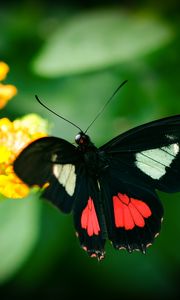 Preview wallpaper parides, butterfly, wings, macro, blur