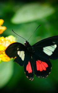 Preview wallpaper parides, butterfly, wings, macro, blur