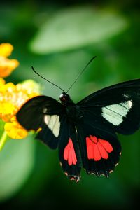 Preview wallpaper parides, butterfly, wings, macro, blur