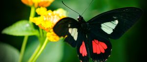 Preview wallpaper parides, butterfly, wings, macro, blur