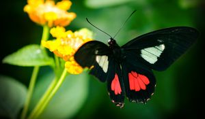 Preview wallpaper parides, butterfly, wings, macro, blur