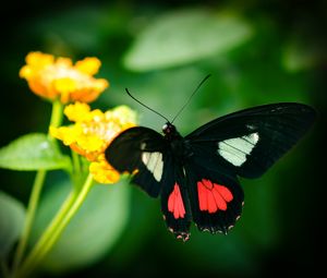 Preview wallpaper parides, butterfly, wings, macro, blur