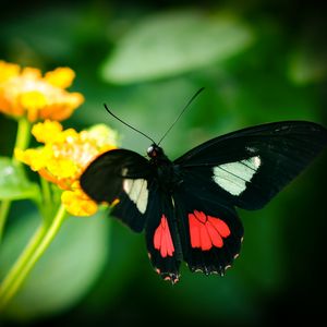 Preview wallpaper parides, butterfly, wings, macro, blur