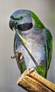 Preview wallpaper paringed parrot, parrot, bird, log, beak, pawakeet